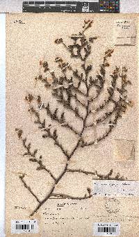 Image of Hermannia rugosa