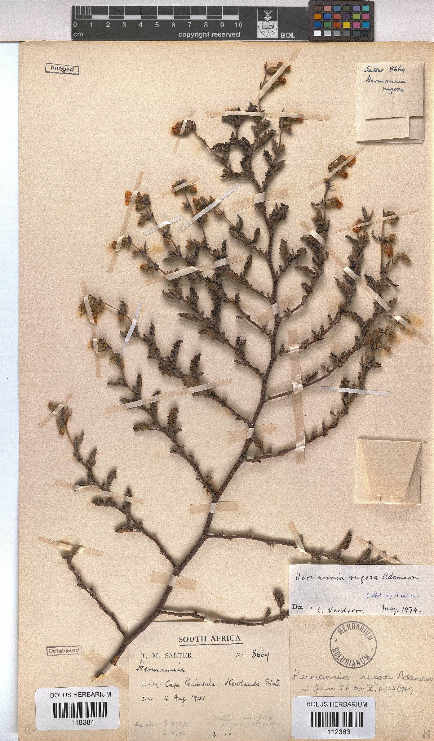 Hermannia rugosa image