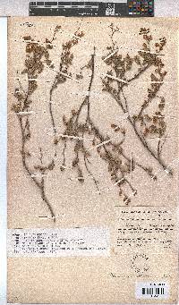 Hermannia althaeoides image
