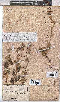 Hermannia althaeoides image