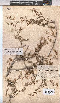 Hermannia althaeoides image