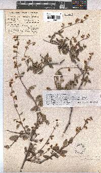 Hermannia althaeoides image