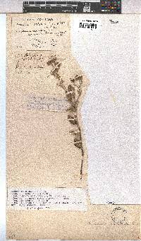 Hermannia althaeoides image