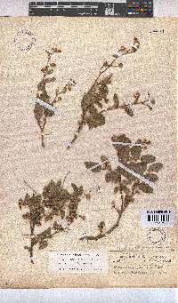 Hermannia althaeoides image