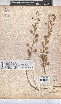 Hermannia althaeoides image