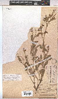 Hermannia althaeoides image