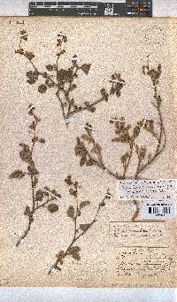 Hermannia althaeoides image