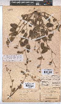 Hermannia althaeoides image