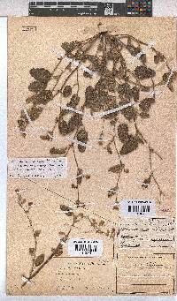 Hermannia althaeoides image