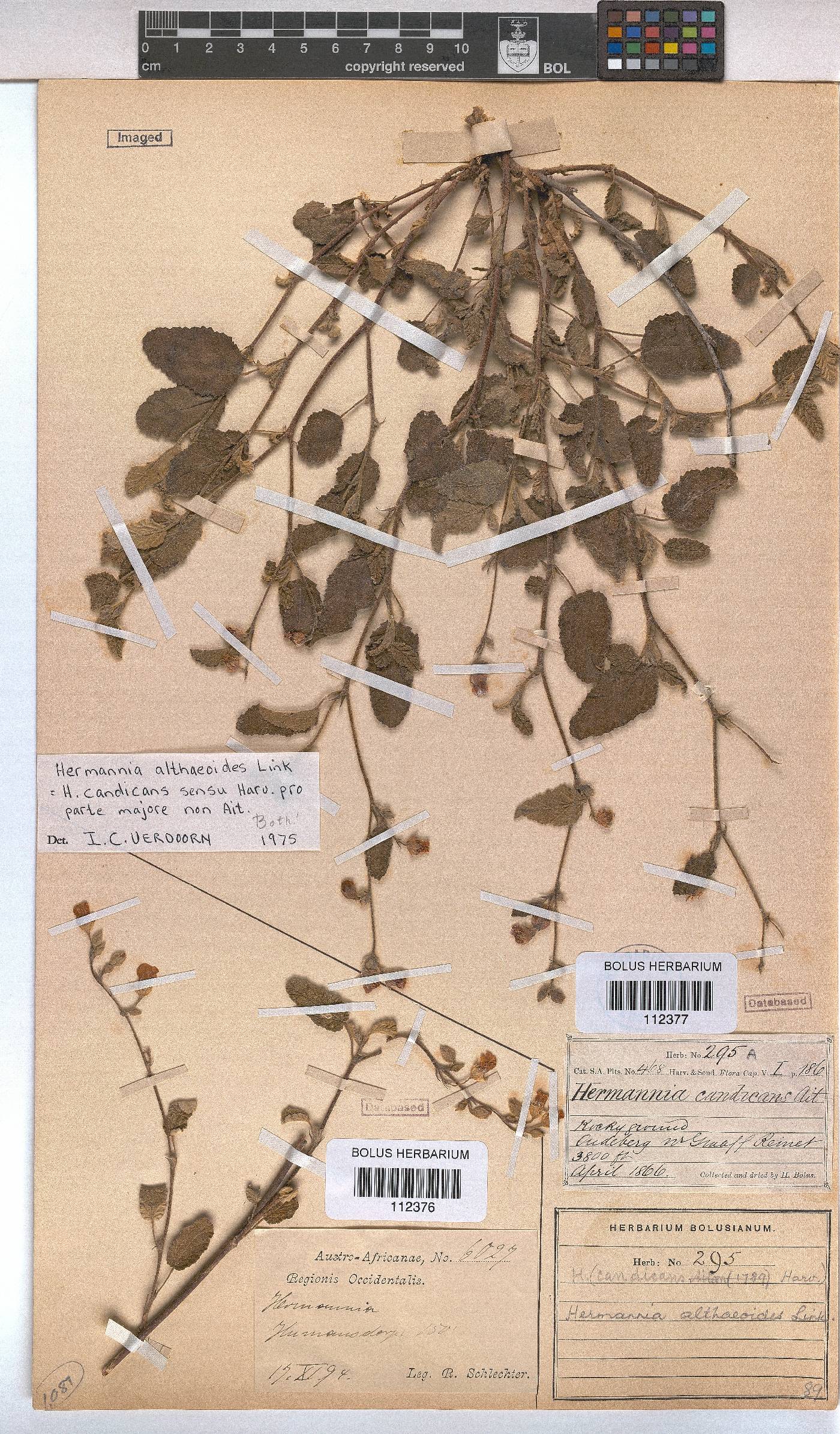 Hermannia althaeoides image
