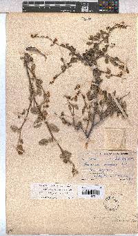 Hermannia althaeoides image