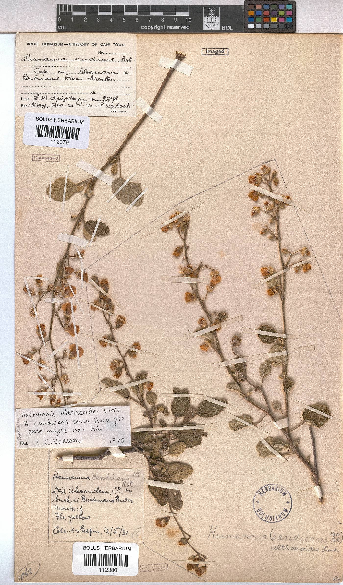 Hermannia althaeoides image