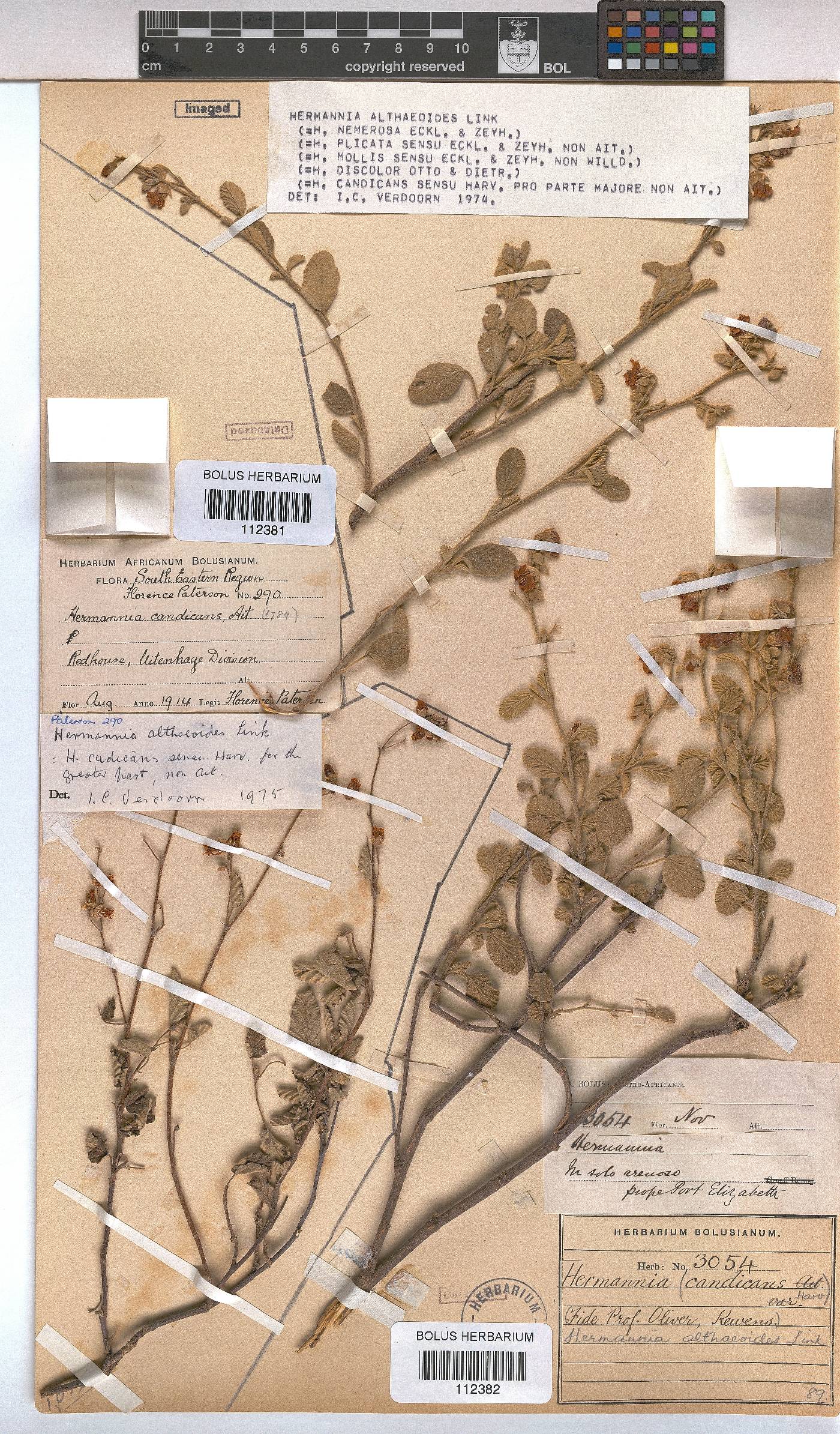 Hermannia althaeoides image