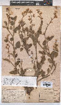 Hermannia althaeoides image