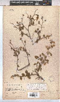 Hermannia althaeoides image