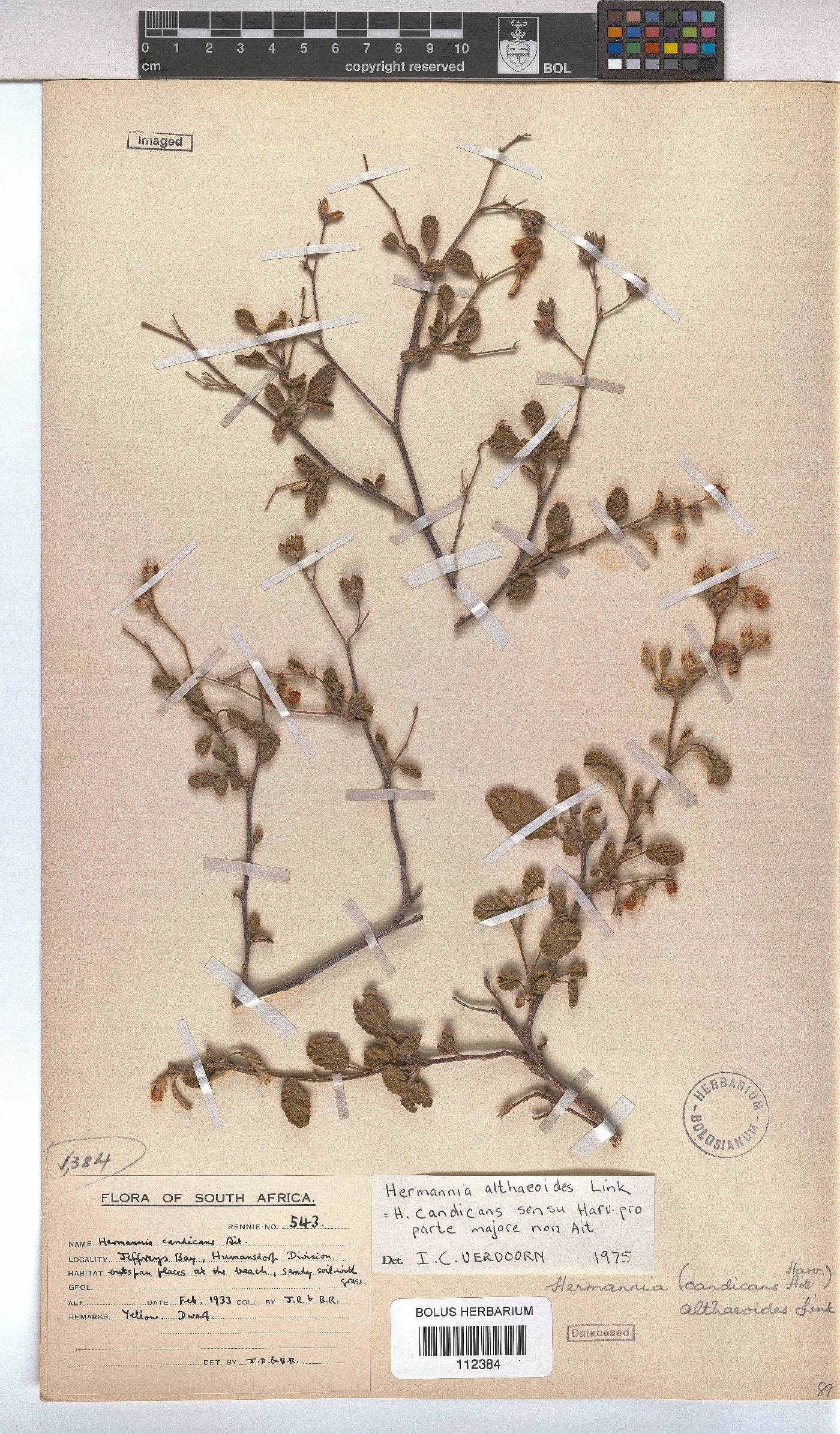 Hermannia althaeoides image