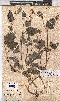 Hermannia althaeoides image