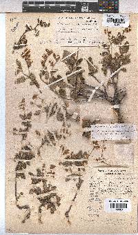 Hermannia althaeoides image