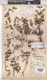 Hermannia althaeoides image