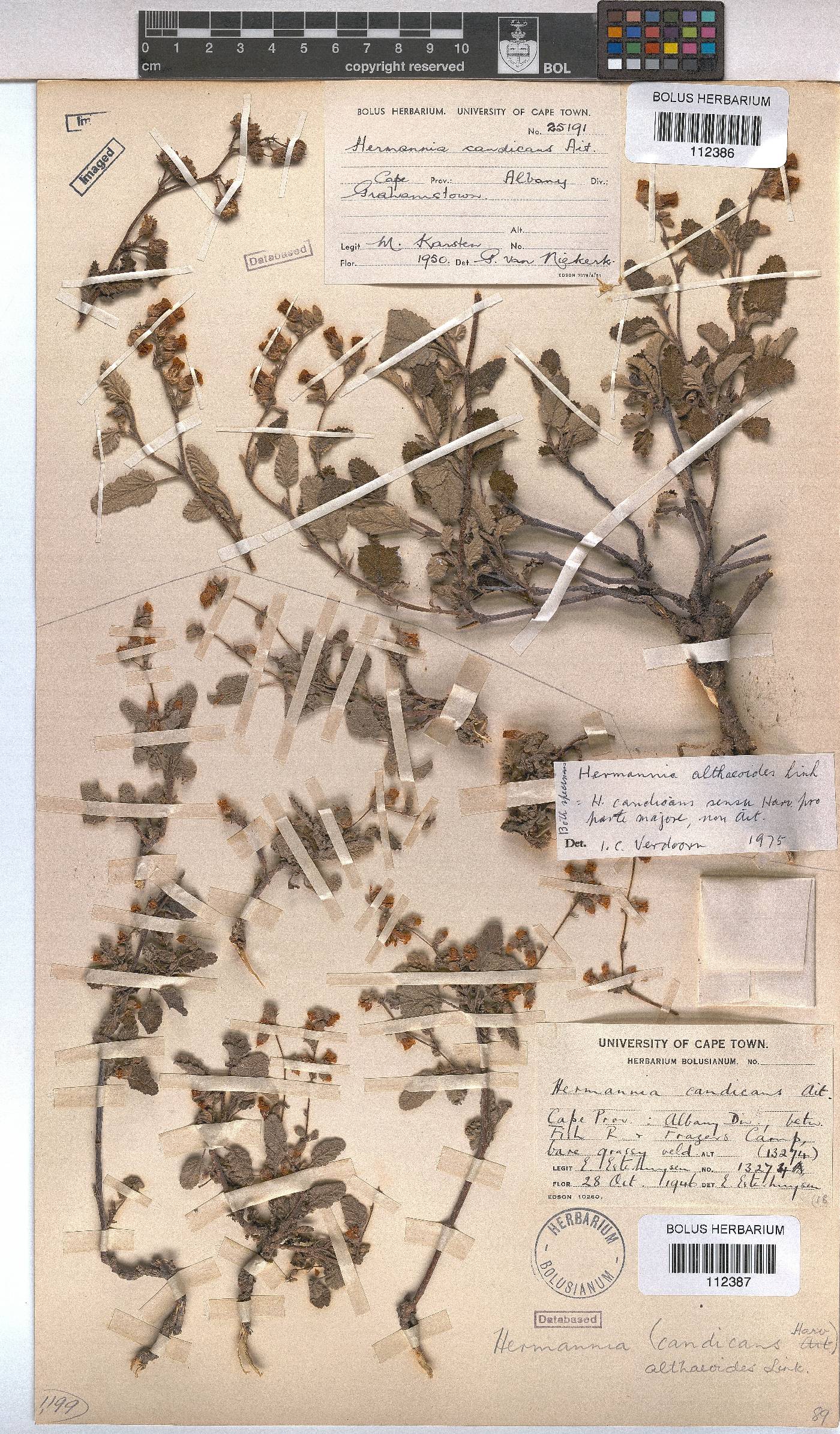 Hermannia althaeoides image