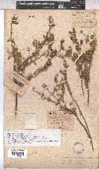Hermannia althaeoides image