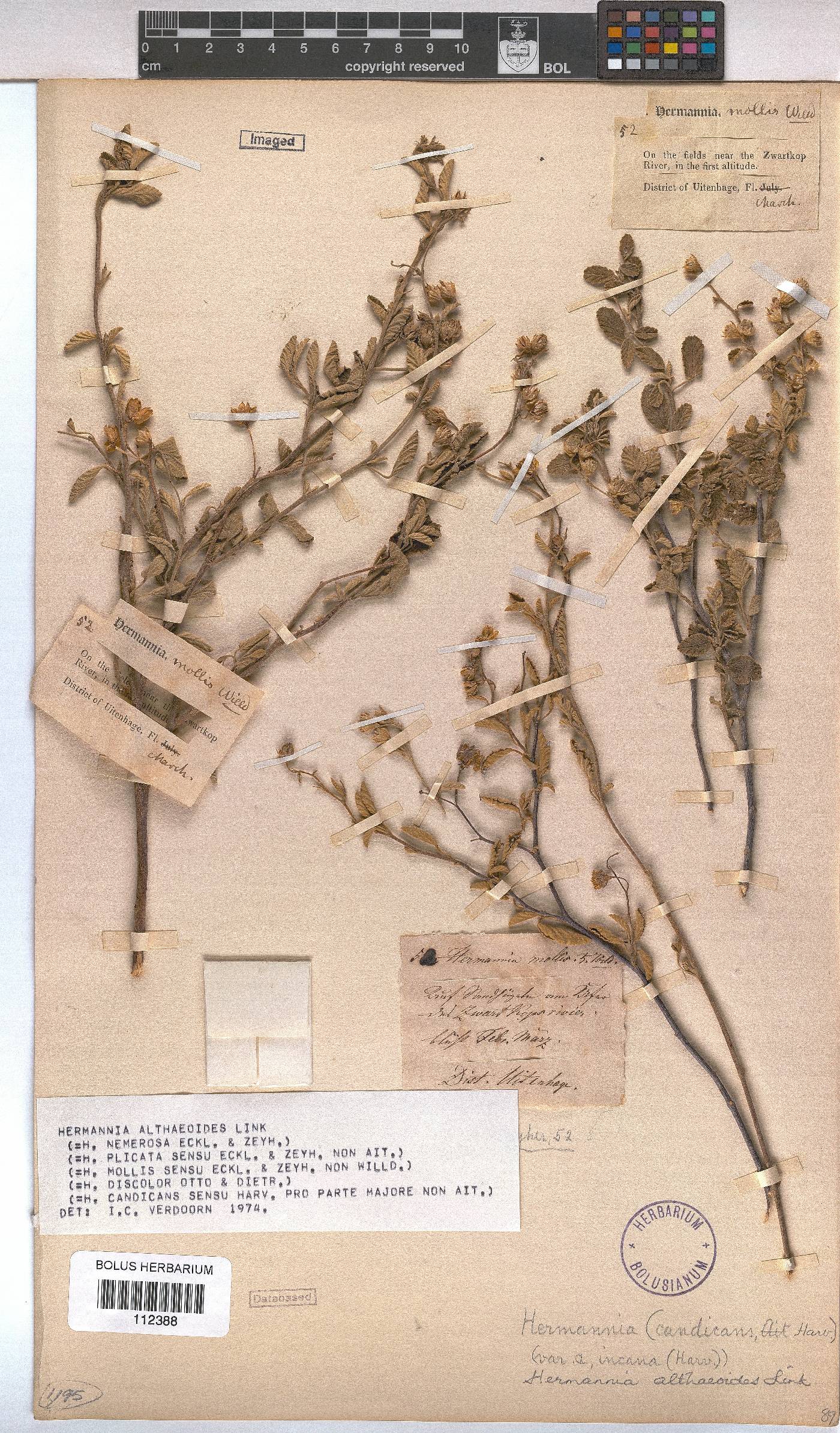 Hermannia althaeoides image