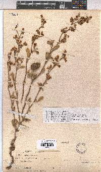 Hermannia althaeoides image