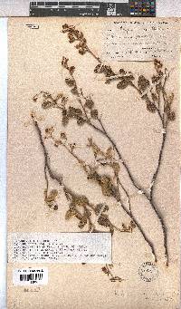 Hermannia althaeoides image