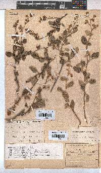 Hermannia althaeoides image
