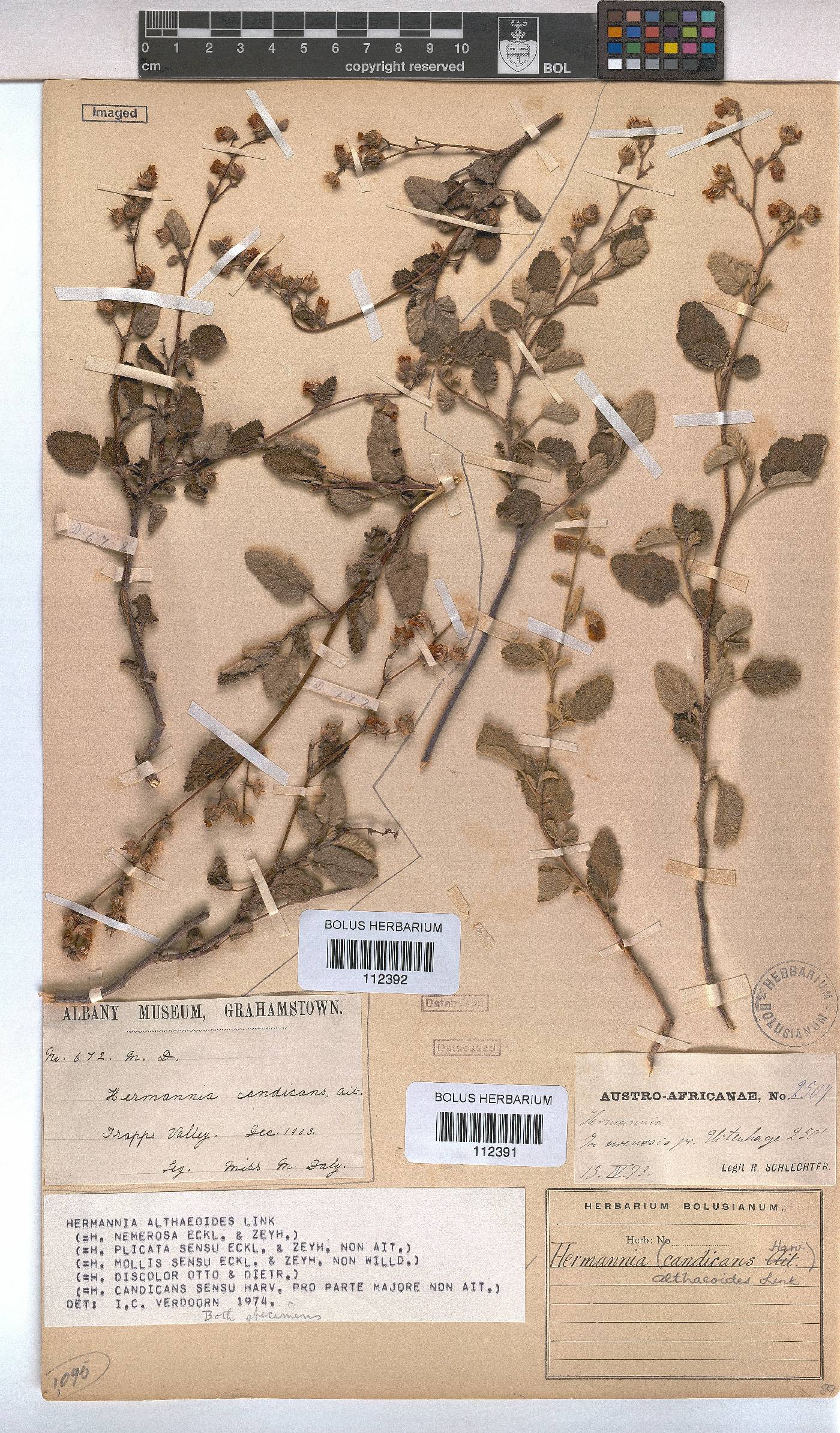 Hermannia althaeoides image