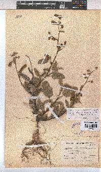 Hermannia althaeoides image