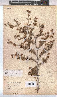 Hermannia althaeoides image