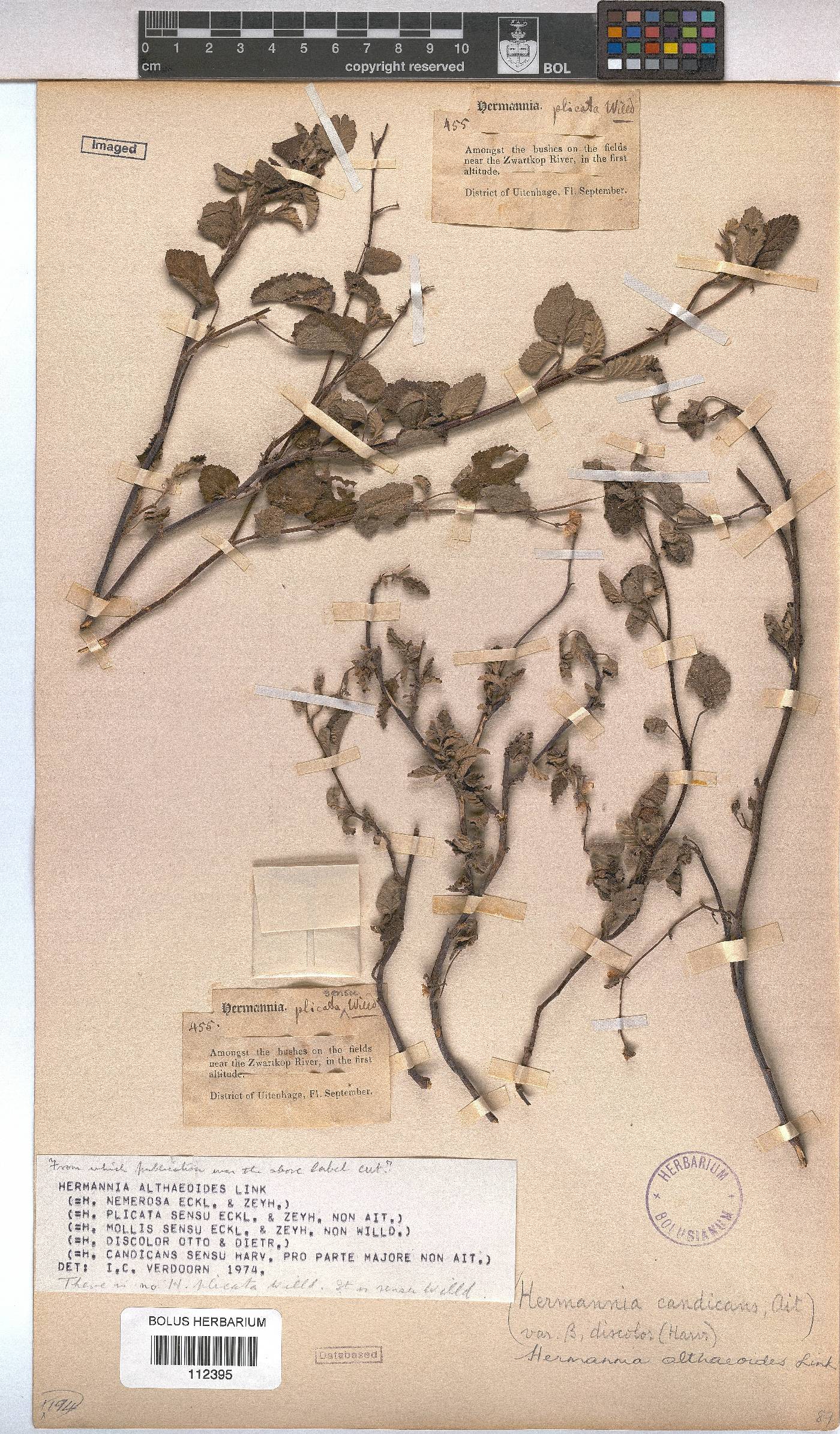 Hermannia althaeoides image