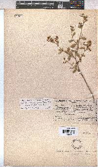 Hermannia althaeoides image