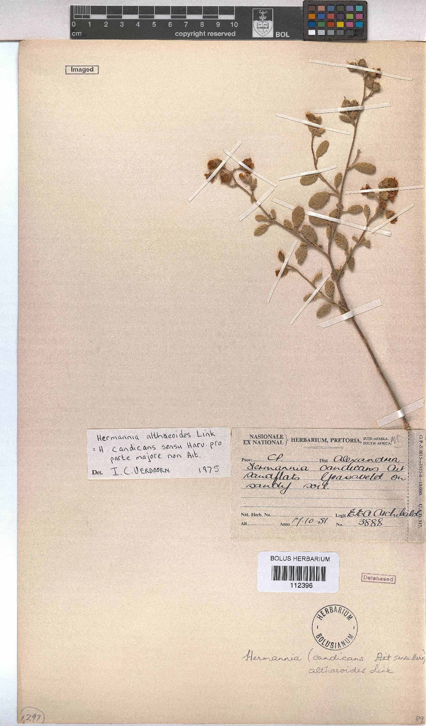 Hermannia althaeoides image