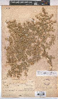 Hermannia minutiflora image