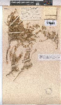 Hermannia minutiflora image