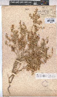 Hermannia minutiflora image