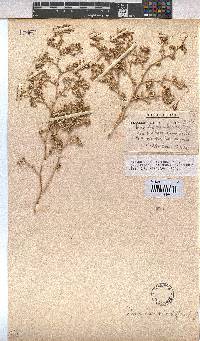 Hermannia minutiflora image
