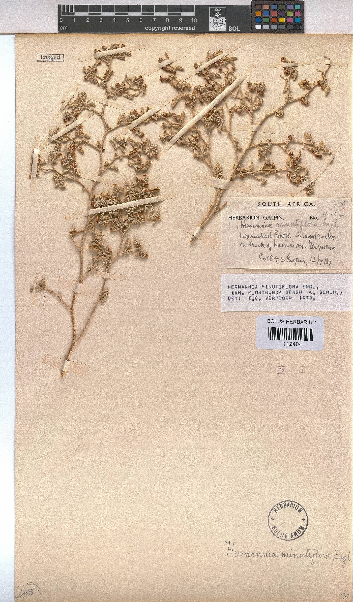Hermannia minutiflora image