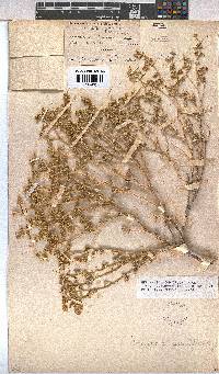 Hermannia minutiflora image