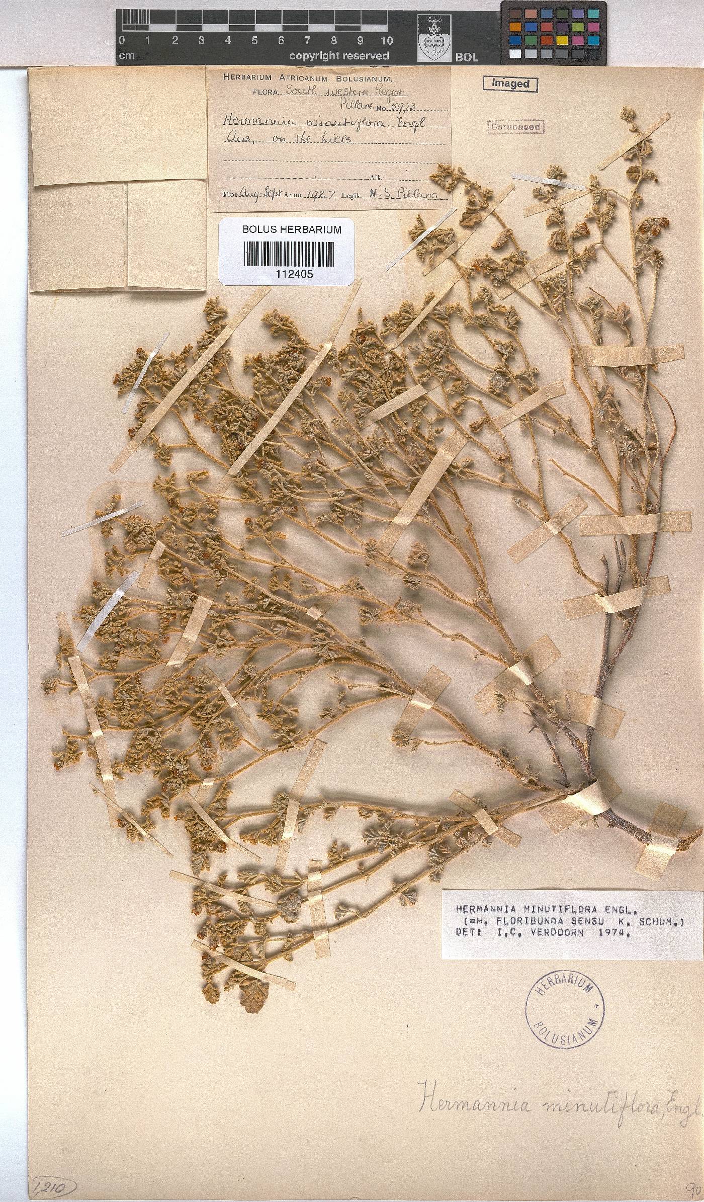 Hermannia minutiflora image