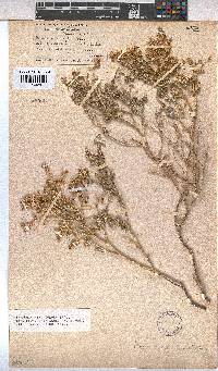 Hermannia minutiflora image