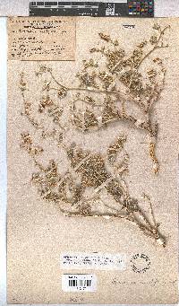 Hermannia minutiflora image