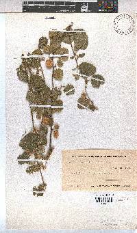 Hermannia minutiflora image