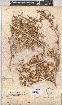 Hermannia minutiflora image