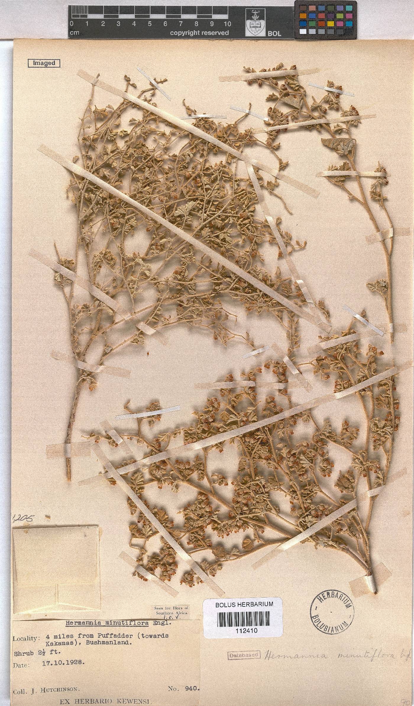 Hermannia minutiflora image