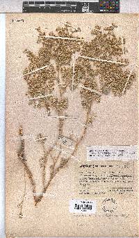 Hermannia minutiflora image