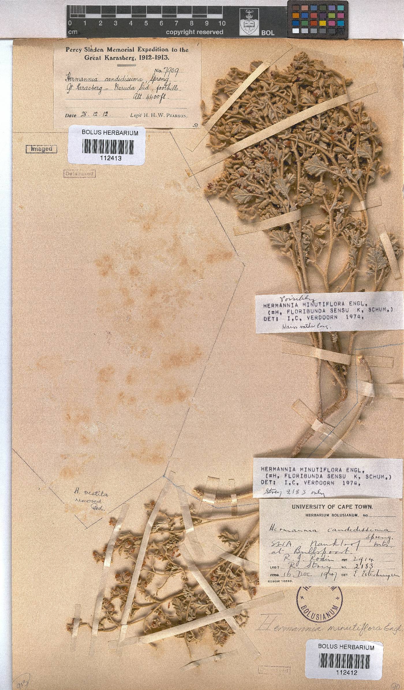 Hermannia minutiflora image