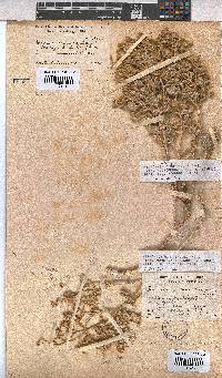 Hermannia minutiflora image